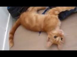 Oyuncak Fareden Korkan Kedi Youtube