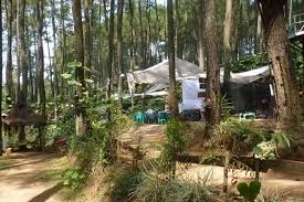 Bushman prank di hutan pinus limpakuwus, november 2019. Menikmati Kopi Dan Pinus Di Taman Sigrowong Gaya Hidup