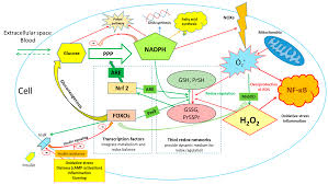 Carrying glucagon medication can help protect your health in case how does glucagon work to treat hypoglycemia? Antioxidants Free Full Text Glucose As A Major Antioxidant When What For And Why It Fails Html