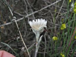 Image result for Helichrysum argyranthum