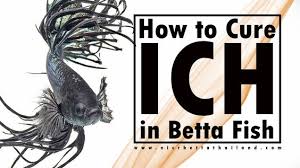 Although this disease can be treatable, if left for extensive periods of time. How To Cure Ich In Betta Nice Betta Thailand Co Ltd