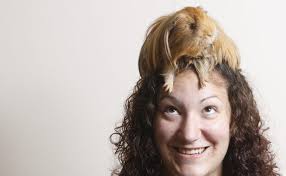 Big day for guinea pigs