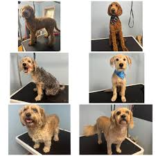 Booking grooms for the new year! Contact us to get