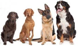 Quel Repulsif Naturel Pour Chien Repulsif Chien Chien Repulsif