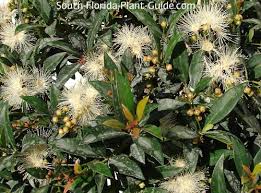 Image result for Eugenia