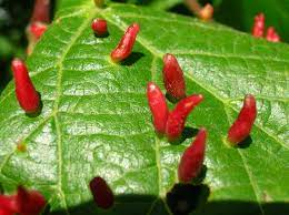 Kaffir limes, key limes, dwarf limes and tahiti limes are some of the most popular types of limes grown in the home garden. Eriophyes Tiliae Wikipedia