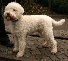 Lagotto romagnolo puppies for sale virginia. Lagotto Romagnolo