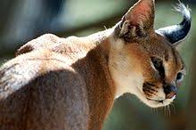 Cc by 2.0 / gopal vijayaraghavan / caracal. Karakal Wikipedia