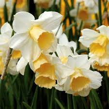 Burpee perennial tulip mix | 20 large flowering fall bulbs for planting, multiple colors. Fall Planted Bulbs Daffodils Flowers Perennials Planting Bulbs