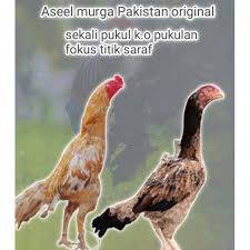 Jual telur ayam aseel parrot beak. Harga Telur Ayam Aseel Terbaru Agustus 2021 Biggo Indonesia