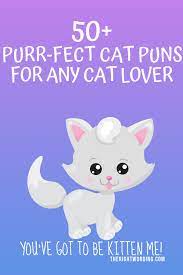 50 Hiss Terically Purr Fect Cat Puns For Any Cat Lover