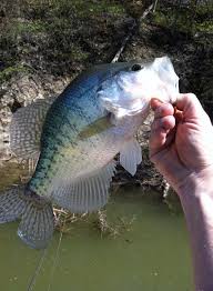 Profile for Tristate Fishing Report Ohio,Indiana,Michigan