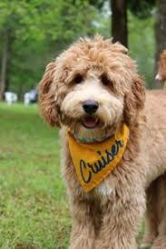 Find the right breed, and the perfect puppy at puppyfind.com. Goldendoodle Puppies In Pennsylvania Pa Top 5 Breeders We Love Doodles
