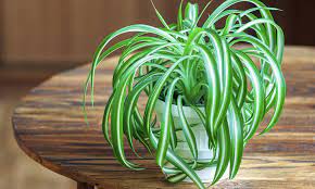 Ev çiçeklerinin pratik bakımı ve çoğaltılması konusunda püf noktası sayılacak tüm bilgilerimizi okurlarımız için bu yazımızda bir araya getirdik. Evde Yetistirilebilen Cicekler Ve Cicek Bakim Onerileri Gittigidiyor Blog