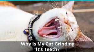 Kittens get teeth at about 2 weeks of age, when the first tiny incisors appear right in the front of the mouth, says deb m. Why Is My Cat Grinding Its Teeth While Eating Sleeping And More