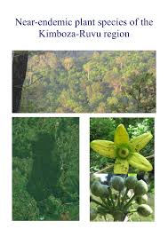 Image result for Lettowianthus stellatus