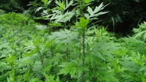 The effects of mugwort are more pronounced during sleep or trance states. Mugwort Benefits For Health More Maple Holistics Real Ingredients Real Results