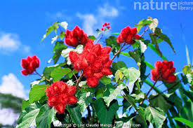 Image result for Bixa orellana