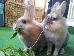 Can Rabbits Live Alone Or Do They Need Same Species Companionship Animallama
