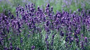 Lavandula Angustifolia Hidcote Dark Purple Flowers Lavandula Lavender Hidcote