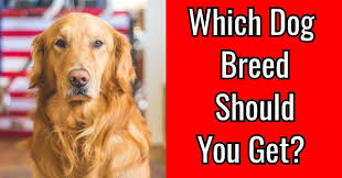 While your special bond lets you understand each other to a certa. Which Dog Breed Should You Get Quizlady