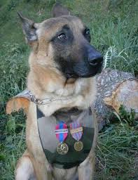Pin On Service Dogs