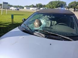 south carolina man unhurt after flying turtle hurtles into windshield cbc radio south carolina man unhurt after flying