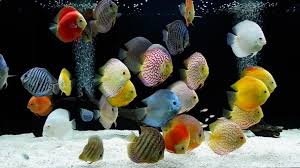 Kembali lagi bersama gue jimy saputra, gue bakal berbagi informasi dan hiburan didalam video video gue. Mengenal Jenis Ikan Hias Aquarium