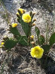 That said, you may be able to get rid of smaller populations of bull ants in florida with these ideas: Prickly Pear Cactus In Florida Florida Family Nature