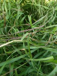 Image result for Phacelurus