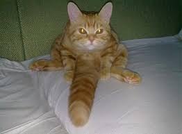 Cat Penis Best Images All Time Page 1 Meme Generator