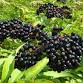 Naturally Made Fabric Dye: Orleans County Master...