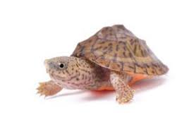 What are the best beginner turtles? The Best Pet Turtles Top 6 All Turtles