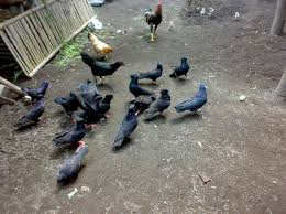 Makanan burung dara agar terbang cepat. Cara Melatih Burung Merpati Getakan Agar Bisa Terbang Tinggi Dan Tahan Lama Burung Merpati