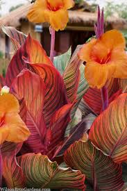 Image result for Canna