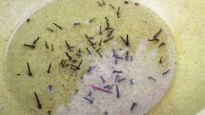 You can add one tablespoon of liquid dish soap too in stagnant water to kill mosquito larva. Mosquito Larvae Swimming In Water Stock Footage Video 100 Royalty Free 1038523949 Shutterstock