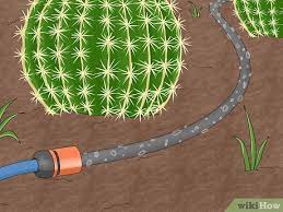 Did you bring along a machete and solar still? How To Water A Cactus 12 Steps With Pictures Wikihow
