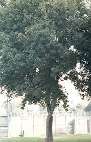 Image result for Fraxinus velutina