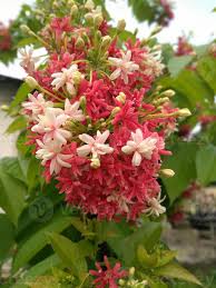 Image result for Combretaceae