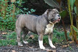 Check spelling or type a new query. English Bulldog Brindle Color Novocom Top