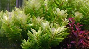 Image result for Rotala gossweileri