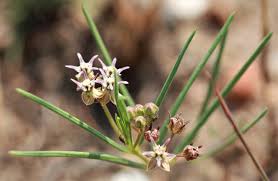Image result for Hermannia glanduligera