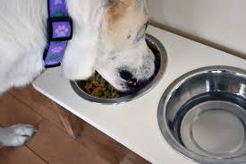 They do not use any preservatives, so yes it will need refrigeration. The Farmer S Dog Reviews 2021 Perfect Canine Food Woof Whiskers