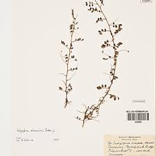 Image result for Indigofera adenoides