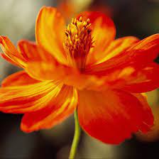 Best Orange Flowers For Your Garden Flores Jardines Naturaleza