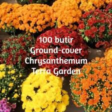 Secara spesifik jenis tanaman semacam ini lebih di dominasi oleh tanaman hias yang berukuran kecil. Jual Produk Tanaman Ground Cover Termurah Dan Terlengkap Agustus 2021 Bukalapak