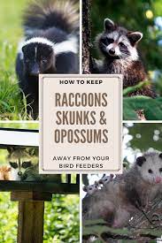 They are dark and tubular and often contain undigested food such as berries etc. Keep Raccoons Skunks And Opossums Away From Bird Feeders Bird Feeders Opossum Raccoon