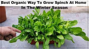 How to grow spinach indoors. How To Grow Spinach At Home With Good Result Easy Way To Grow Green Vegetables In A Pot Palak Youtube