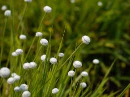 Image result for Eriocaulon bongense