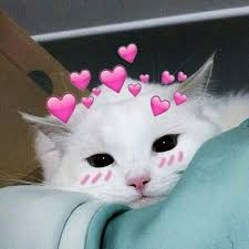 Pinterest Xo Chlochlo Sevimli Kedi Yavrulari Cute Kittens Hayvanlar